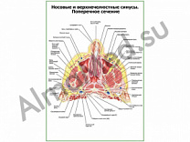 Носовые и верхнечелюстные синусы плакат ламинированный А1/А2 (ламинированный	A2)