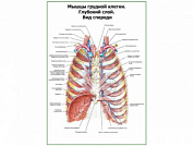 Мышцы грудной клетки. Глубокий слой. Вид спереди плакат глянцевый А1/А2 (глянцевый A1)