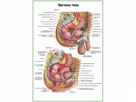 Органы таза плакат глянцевый А1/А2 (глянцевый A2)