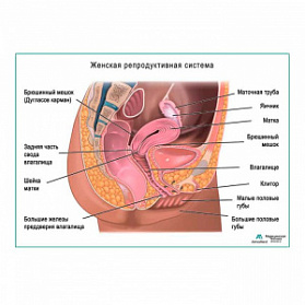 Женская репродуктивная система, плакат глянцевый А1+/А2+ (глянцевая фотобумага от 200 г/кв.м, размер A2+)