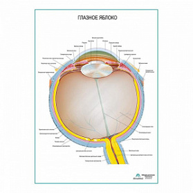 Глазное яблоко плакат глянцевый А1+/А2+ (глянцевая фотобумага от 200 г/кв.м, размер A1+)