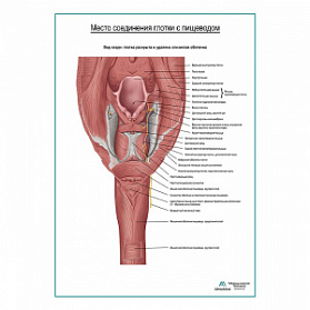 Соединение глотки и пищевода плакат глянцевый  А1+/А2+ (глянцевая фотобумага от 200 г/кв.м, размер A1+)