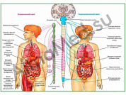Вегетативная Нервная Система, плакат ламинированный А1/А2 (ламинированный	A2)