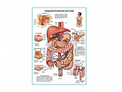Пищеварительная система, плакат глянцевый А1/А2 (глянцевый А1)