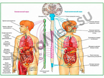 Вегетативная Нервная Система, плакат ламинированный А1/А2 (ламинированный	A2)