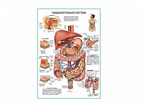 Пищеварительная система, плакат глянцевый А1/А2 (глянцевый А1)