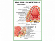 Язык. Строение, расположение плакат глянцевый  А1/А2 (глянцевый A1)