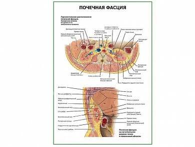 Почечная фасция плакат глянцевый А1/А2 (глянцевый A2)