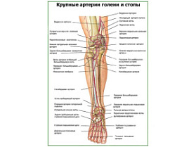 Артерии нижней конечности плакат глянцевый А1+/А2+ (глянцевая фотобумага от 200 г/кв.м, размер A2+)