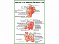 Мышцы пояса верхней конечности плакат глянцевый А1/А2 (глянцевый A2)