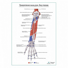 Прикрепление мышц руки. Вид спереди плакат глянцевый А1+/А2+ (глянцевая фотобумага от 200 г/кв.м, размер A2+)