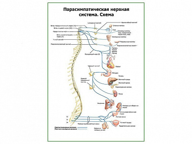 Парасимпатическая нервная система плакат глянцевый А1/А2 (глянцевый A2)