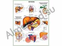 Строение печени и некоторые нарушения, плакат ламинированный А1/А2 (ламинированный	A2)