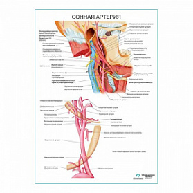Сонная артерия плакат глянцевый А1+/А2+ (глянцевый холст от 200 г/кв.м, размер A1+)