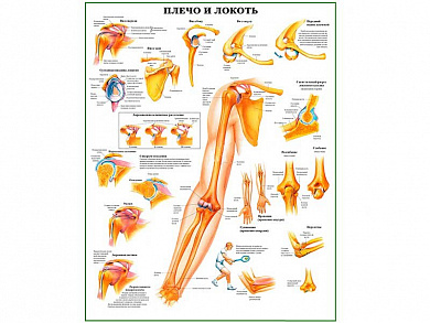 Плечо и локоть, плакат глянцевый А1/А2 (глянцевый A2)