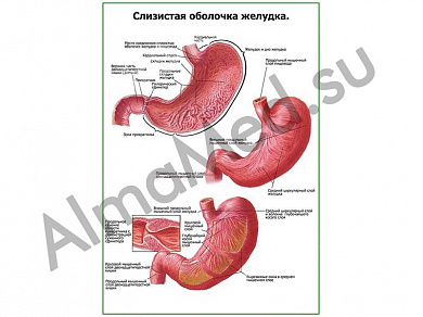 Слизистая оболочка желудка плакат ламинированный А1/А2 (ламинированный	A2)