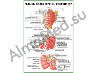 Мышцы пояса верхней конечности плакат ламинированный А1/А2 (ламинированный	A2)