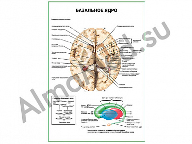 Базальное ядро плакат ламинированный А1/А2 (ламинированный	A2)