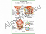 Внутренние половые органы мужчины плакат глянцевый/ламинированный А1/А2 (глянцевый	A2)