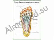 Стопа, строение поверхностного слоя плакат глянцевый/ламинированный А1/А2 (глянцевый	A2)