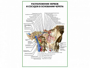 Расположение нервов и сосудов в основании черепа плакат глянцевый А1/А2 (глянцевый A2)