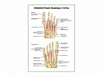 Межкостные мышцы стопы плакат глянцевый А1/А2 (глянцевый A2)