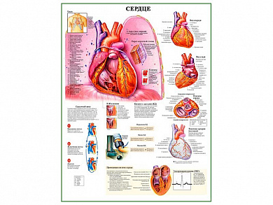 Сердце и функции, плакат глянцевый А1/А2 (глянцевый A1)