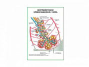 Внутрилегочное кровоснабжение. Схема плакат глянцевый А1/А2 (глянцевый A1)