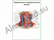 Подъязычные и надподъязычные мышцы плакат глянцевый/ламинированный А1/А2 (глянцевый	A2)