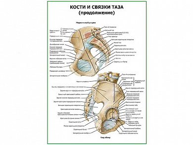 Кости и связки таза продолжение плакат глянцевый А1/А2 (глянцевый A1)