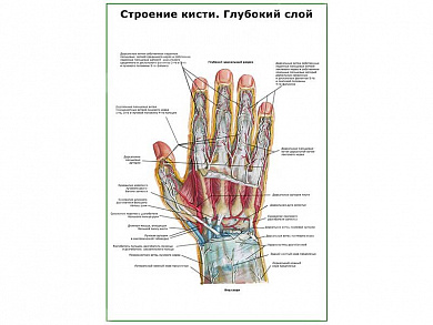 Строение кисти, глубокий слой плакат глянцевый А1/А2 (глянцевый A2)