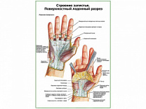 Строение запястья, поверхностный ладонный разрез плакат глянцевый А1/А2 (глянцевый A1) Строение запястья, поверхностный ладонный разрез плакат глянцевый А1/А2 (глянцевый A1)