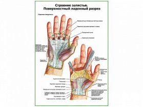 Строение запястья, поверхностный ладонный разрез плакат глянцевый А1/А2 (глянцевый A1) Строение запястья, поверхностный ладонный разрез плакат глянцевый А1/А2 (глянцевый A1)