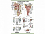 Глотка и гортань:строение, хрящи, мышцы, плакат глянцевый A1/A2 (глянцевый A2)