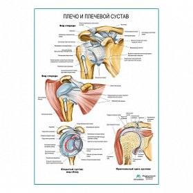 Плечо и плечевой сустав плакат глянцевый А1+/А2+ (глянцевая фотобумага от 200 г/кв.м, размер A1+)