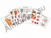 Комплект плакатов для кабинета оториноларинголога глянцевый/ламинированный А1/А2 (глянцевый	A2)