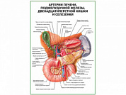 Артерии печени, селезенки, поджелудочной железы плакат глянцевый  А1/А2 (глянцевый A2)