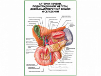 Артерии печени, селезенки, поджелудочной железы плакат глянцевый  А1/А2 (глянцевый A2)