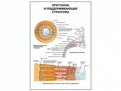 Хрусталик и поддерживающие структуры плакат глянцевый А1/А2 (глянцевый A1)
