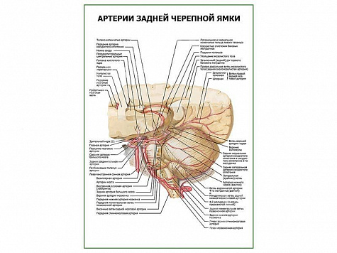 Артерии задней черепной ямки плакат глянцевый А1/А2 (глянцевый A1)
