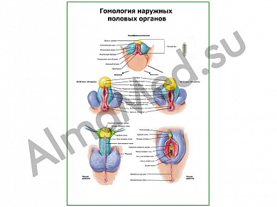 Гомология наружных половых органов плакат ламинированный А1/А2 (ламинированный	A2)
