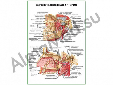 Верхнечелюстная артерия плакат глянцевый/ламинированный А1/А2 (ламинированный	A1)