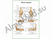 Кости колена плакат глянцевый/ламинированный А1/А2 (глянцевый	A2)