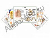 Комплект плакатов для кабинета стоматолога ламинированный А1/А2 (ламинированный	A2)