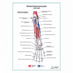 Прикрепление мышц руки. Вид сзади плакат глянцевый А1+/А2+ (глянцевая фотобумага от 200 г/кв.м, размер A2+) Прикрепление мышц руки. Вид сзади плакат глянцевый А1+/А2+ (глянцевая фотобумага от 200 г/кв.м, размер A2+)