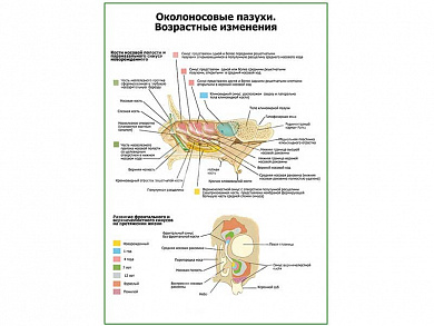 Околоносовые пазухи. Возрастные изменения плакат глянцевый А1/А2 (глянцевый A2)