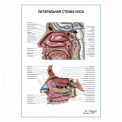 Латеральная стенка носа, плакат глянцевый А1+/А2+ (матовый холст от 200 г/кв.м, размер A1+)