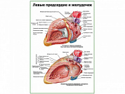 Левое предсердие и желудочек плакат глянцевый А1/А2 (глянцевый A2)