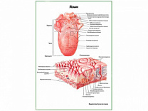 Язык, плакат глянцевый  А1/А2 (глянцевый A1)