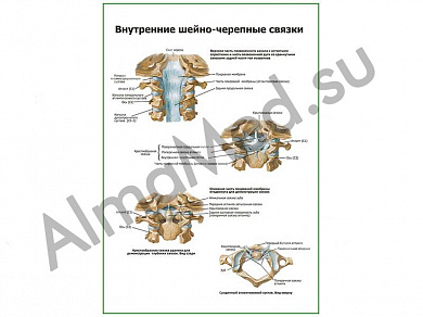 Внутренние шейно-черепные связки плакат ламинированный А1/А2 (ламинированный	A2)